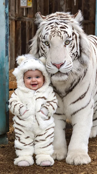 Baby and White Tiger Farm Portrait
